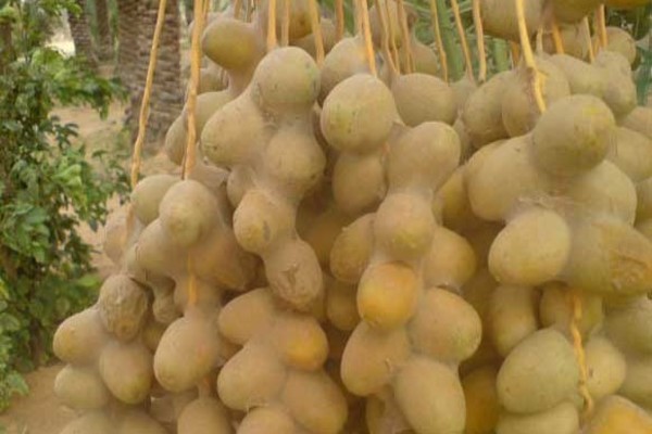 ��� ������ ��� ������ - ����