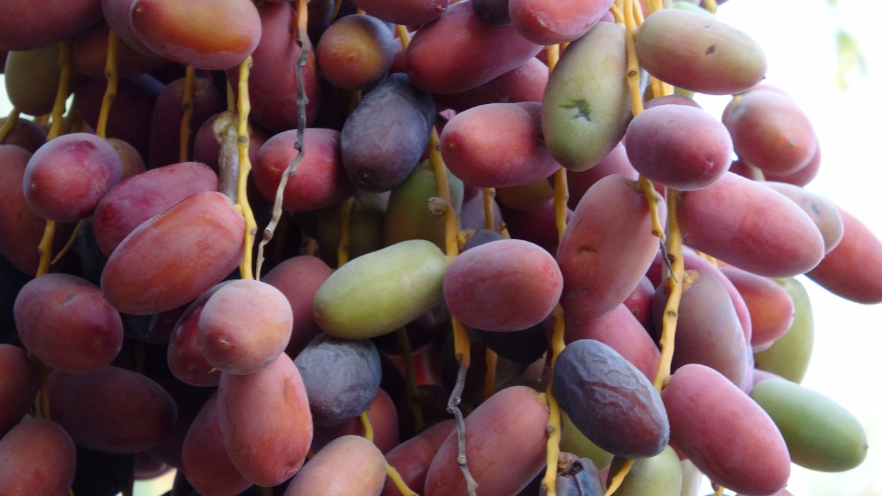 خصبة عبيدة، صنف نادر جداً، تم العثور عليه في العوامية خصبة عبيدة، صنف نادر جداً، تم العثور عليه في العوامية