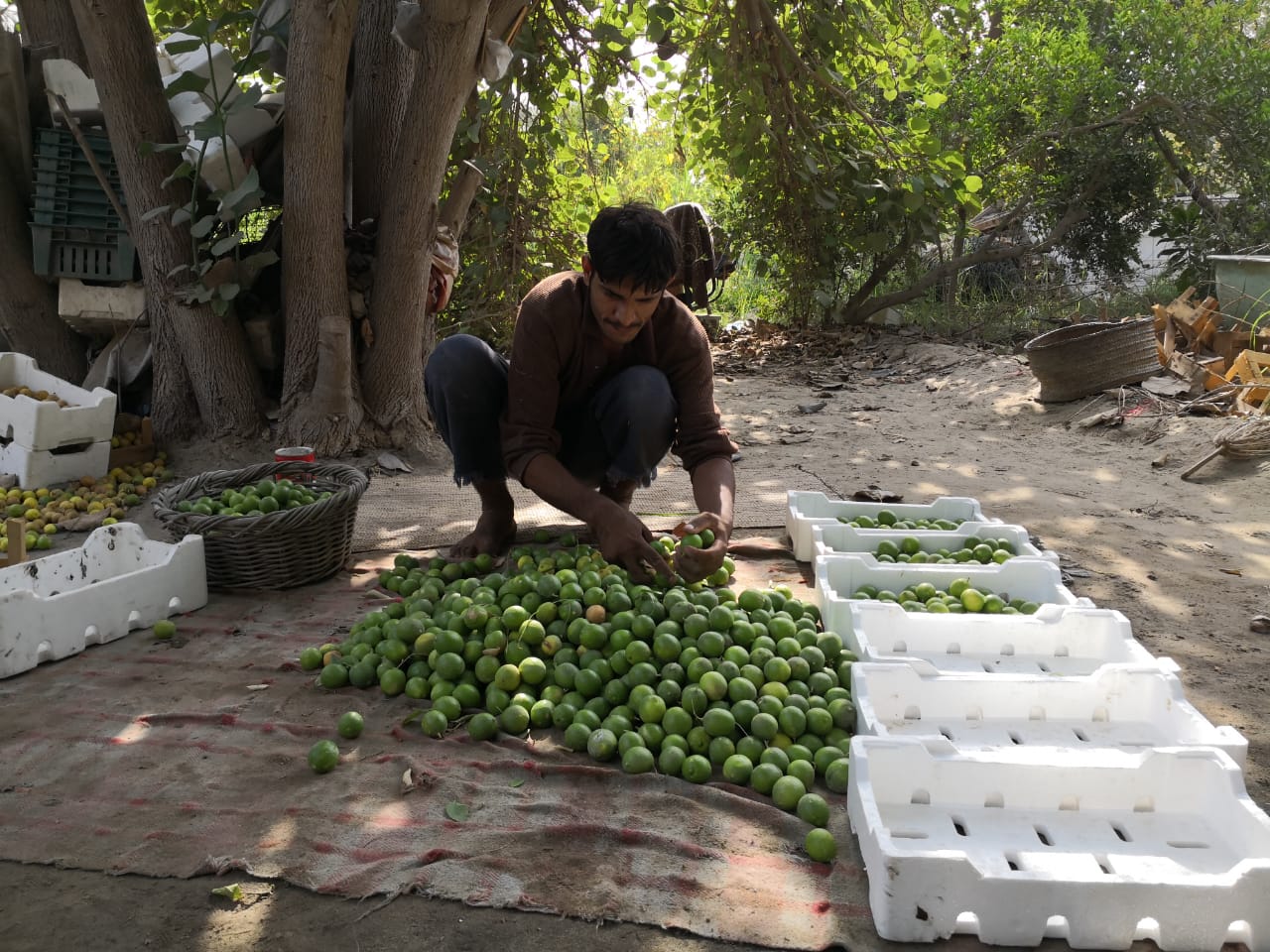 ������� ������ �������