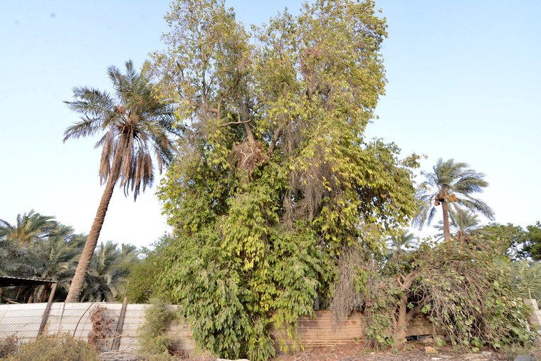 ���� �������